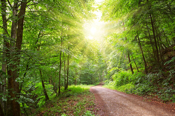 Sunshine in the summer forest with trees and grass.