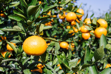 orange tree with oranges