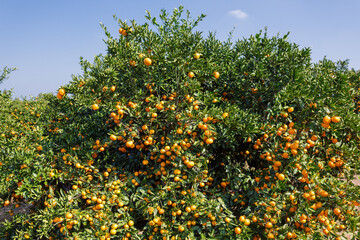 winter fruit tangerines rich in vitamin C