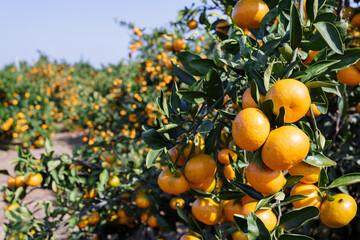 winter fruit tangerines rich in vitamin C