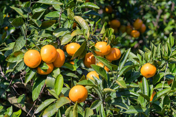 orange tree with fruits