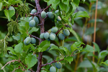Sumeer gardening: green unripe plums on a tree on a summer day