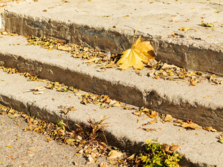 Yellow leaves on the granite steps of City Park