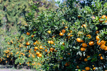 Fresh tangerines wet from moist rain