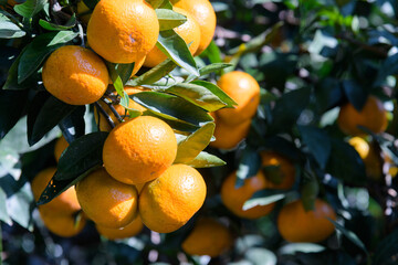 Tangerines, a treasure trove of vitamins in winter, are rich in vitamin C to prevent colds.