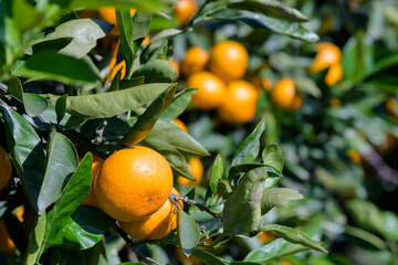 winter fruit tangerines rich in vitamin C