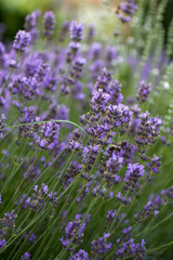 lavender flowers in the garden
