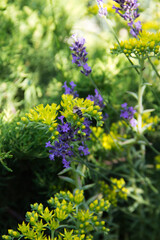 wild flowers in the garden