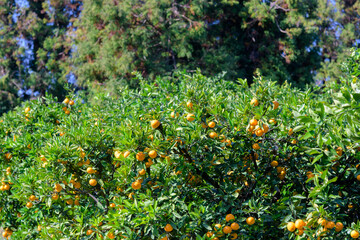 winter fruit tangerines rich in vitamin C