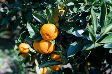 winter fruit tangerines rich in vitamin C