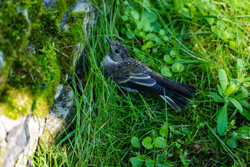 A thrush nestling that cannot fly tries to hide in the grass