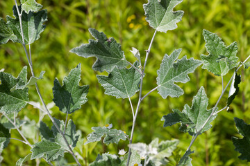 Liście,zieleń,trawa, © darekaprilia