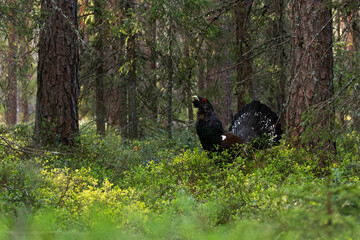 European largest grouse Western capercaillie, Tetrao urogallus in a lush coniferous boreal forest during a breeding season in Estonia, Northern Europe. 