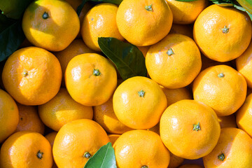winter fruit tangerines rich in vitamin C