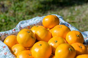 winter fruit tangerines rich in vitamin C