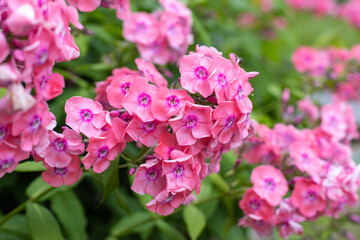 Phlox. Small pink flowers in garden.