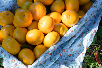 winter fruit tangerines rich in vitamin C
