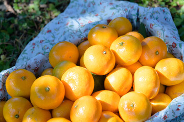 winter fruit tangerines rich in vitamin C