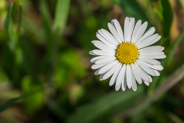 Obraz premium blossom daisy flower detail view
