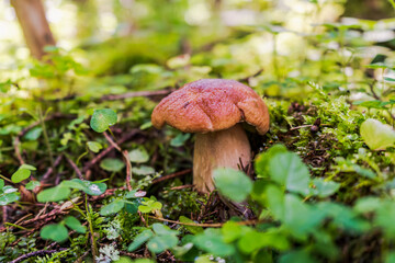 White edible Cep with a red cap in a forest near Moscow
