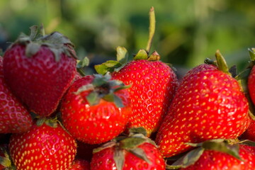 Large and natural strawberry close up