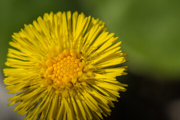 bee pollen from a coltsfoot blossom