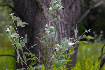 Liście,drzewo,trawa,zieleń,matura krajobraz 
