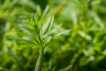 fresh bedstraw in the forest