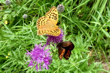 Kaisermantel butterfly sits on a pink flower, Germany