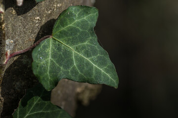 ivy leaf detail view with dark