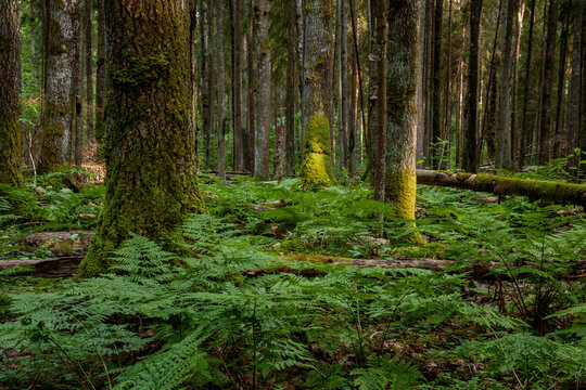 An old summery boreal forest with some aspens and lush ferns during an evening hike in Estonia, Northern Europe. 