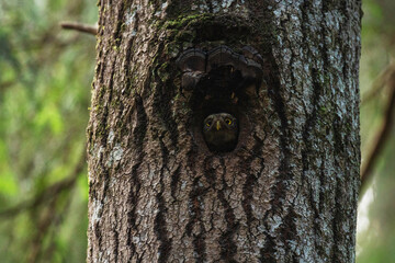 Obraz premium A small European predator Eurasian Pygmy owl, Glaucidium passerinum looking from a nest hole in Estonian boreal forest, Northern Europe. 