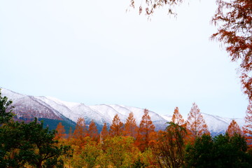 メタセコイヤと冠雪の山
