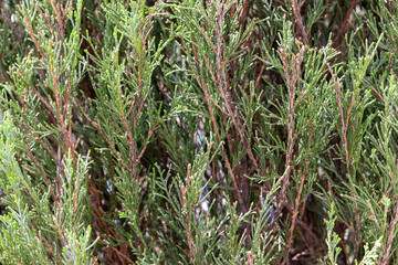 Background from branches of evergreen tree cypress. Cupressus sempervirens, Mediterranean cypress