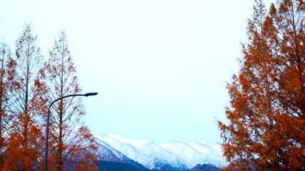 メタセコイヤと冠雪の山