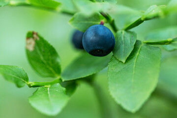 A close-up of an edible and delicious Wild blueberry (Vaccinium myrtillus) 