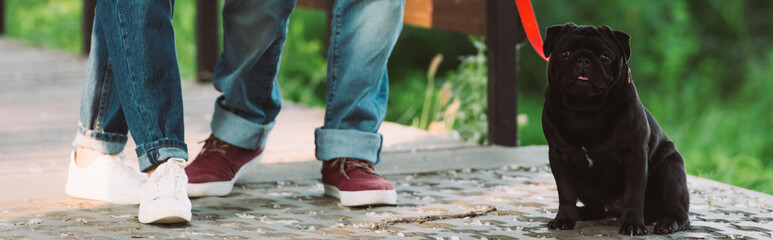 Horizontal image of pug dog sitting near senior couple in park