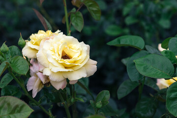 Beautiful, delicate white yellow rose flower against a blurred background of dark green leaves in the garden with copy space