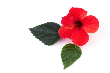 Bright red hibiscus on a white isolated background