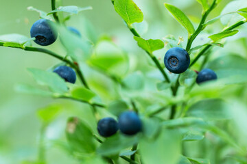 A close-up of an edible and delicious Wild blueberry (Vaccinium myrtillus) 