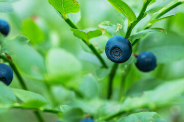 A close-up of an edible and delicious Wild blueberry (Vaccinium myrtillus) 