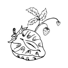 Strawberry Hand Drawn Illustration