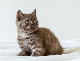 Portrait of cute  brown british short hair kitten of two months old. Selective focus.