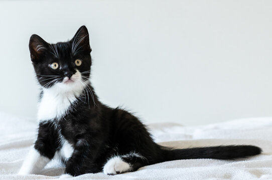 Portrait of cute bicolor british short hair kitten of two months old. Selective soft focus. black and white cat