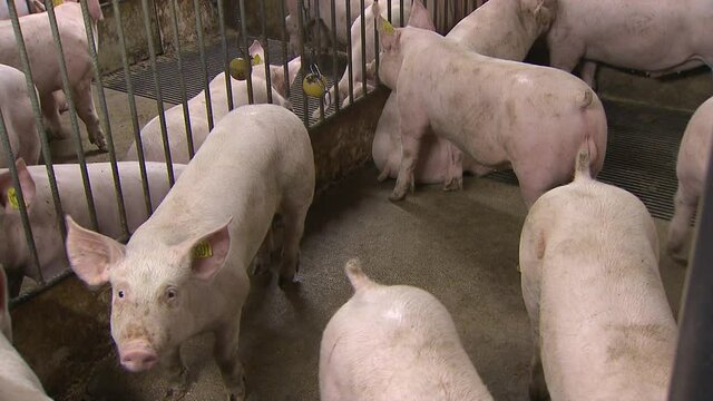 Pigs in stable. Pig breeding