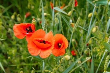 Flowers Red poppies (Papaver rhoeas) blossom on wild field