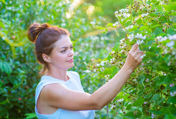 Beautiful girl gardener ties up blackberry bushes in his garden