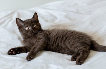 Portrait of cute  chocolate british short hair kitten of two months old. Selective focus.