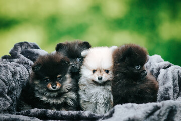 Pomeranian baby posing outside. Small pomeranian puppy.	