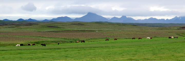 Iceland landscape with cattle in fields